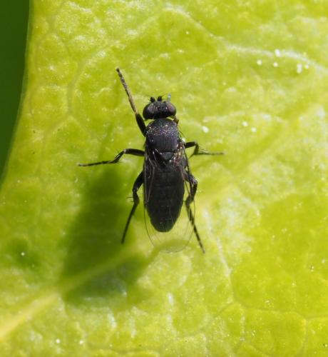 Réf. 227 489 : Phora sp.